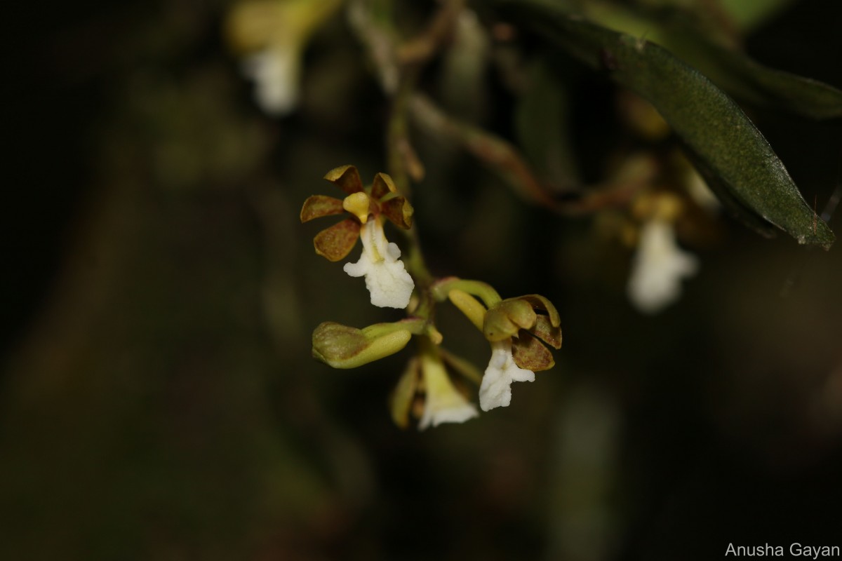 Trichoglottis quadriga Atthan., C.Bandara, Peiris & Kumar